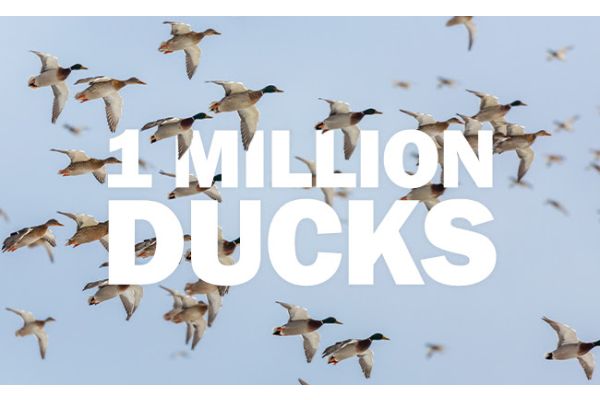 Delta Waterfowl’s Million Duck Campaign to Add 1 Million Ducks Annually