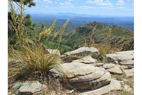 NWTF and Forest Service Sign New Agreement in Arizona National Forest