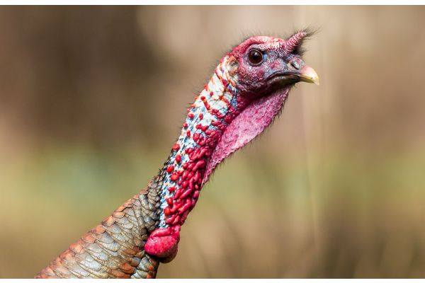 Researchers Spearhead New Study to Better Understand Diseases in Wild Turkeys